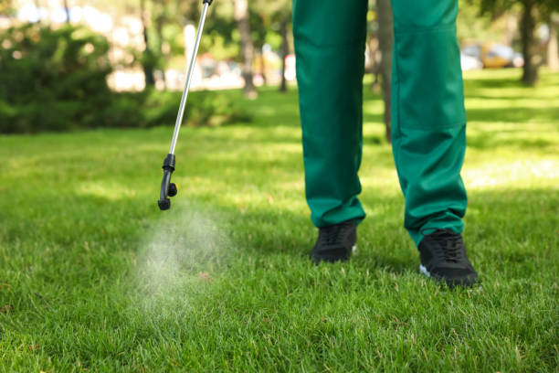 Best Wasp Removal Services  in Kent, WA