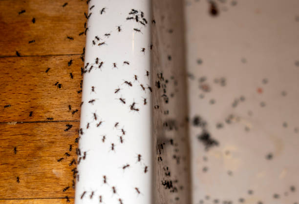 Best Ant Control Services  in Kent, WA