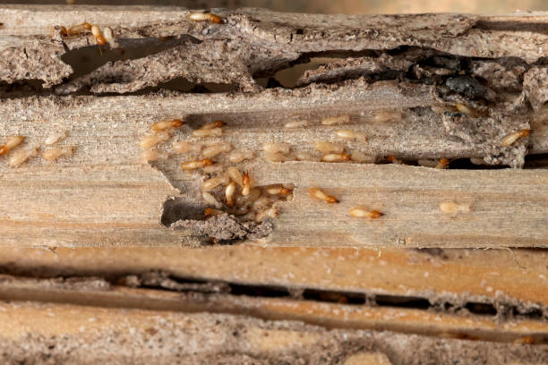 Best Mosquito Control Services  in Kent, WA