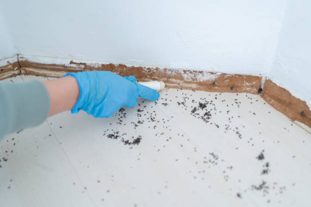 Best Mosquito Control Services  in Kent, WA